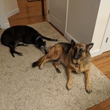 Entry image for Shadow and Hannah