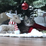 Entry image for Bella