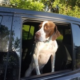 Entry image for Olaf