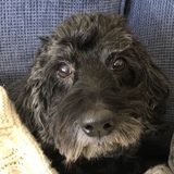 Entry image for Ziggy 