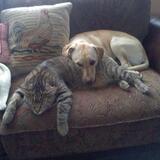 Entry image for Mouse and Gracie