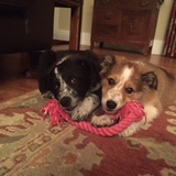 Entry image for Forrest Gump & Ginger Snap