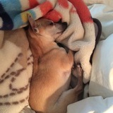 Entry image for Chiry