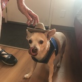 Entry image for Paco