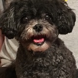 Entry image for O.C.