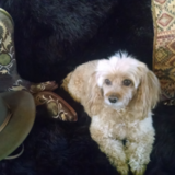 Entry image for Cowboy Tigger Marquardt