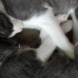 Entry image for Bosco and Malmo