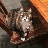 Entry image for Cupcake