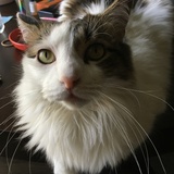 Entry image for Bentley