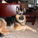 Entry image for Maximus