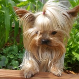 Entry image for Daisy