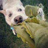 Entry image for Lupulin