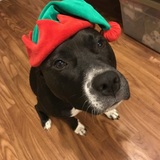 Entry image for Olive