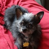 Entry image for Bear