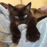 Entry image for Coconut (Coco)