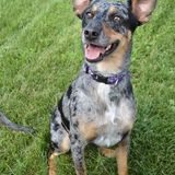 Entry image for Charlie Rue