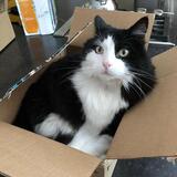 Entry image for Oreo