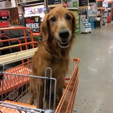 Entry image for Joey