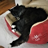 Entry image for Frankie