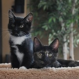 Entry image for Harley and Kate