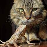 Entry image for Nitro  (beardie is Rowan)