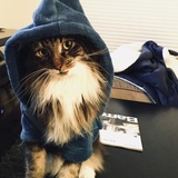 Entry image for Finley