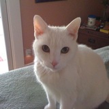 Entry image for Snow-ee