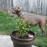 Entry image for Lucy