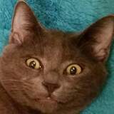 Entry image for Garrus