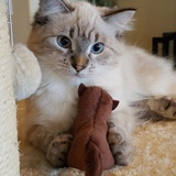 Entry image for WILLOW