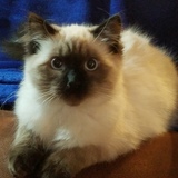 Entry image for BAILEY