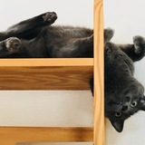 Entry image for Flint