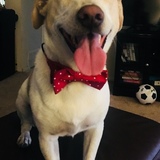 Entry image for Mr. Artie Pants