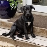 Entry image for Pixal Phi