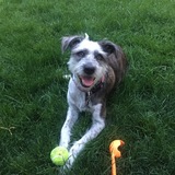 Entry image for Ziggy