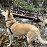 Entry image for Nala