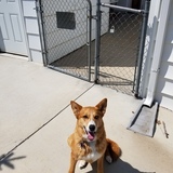 Entry image for Lady