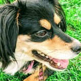 Entry image for Phoebe