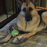 Entry image for Stella