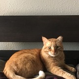 Entry image for Sieger 