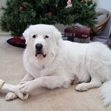 Entry image for Andre