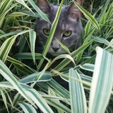 Entry image for Joey