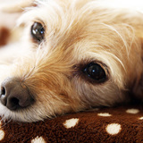 Entry image for Kizzie (aka Kismet)