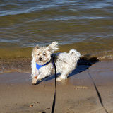 Entry image for Koko