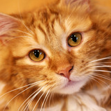 Entry image for Kukki (Cookie in Japanese)