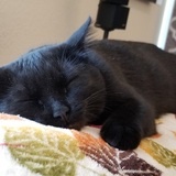 Entry image for Squeak