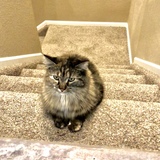 Entry image for Jingles