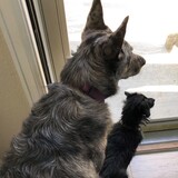 Entry image for Calli and Beau