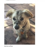 Entry image for Josie