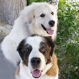 Entry image for Goober & Tizzy